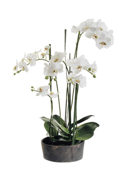 image 37″ White Orchid
