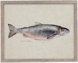 Catch Of The Day - Chinook Salmon thumbnail 1