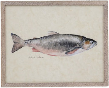 image Catch Of The Day - Chinook Salmon