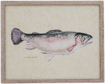 image Catch Of The Day - Rainbow Trout
