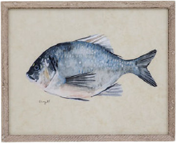 image Catch Of The Day - Bluegill