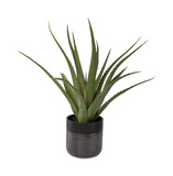 Tucson Aloe Planter thumbnail 1