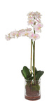 Blush Orchid Florl thumbnail 1