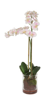 image Blush Orchid Florl