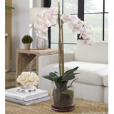 Blush Orchid Florl thumbnail 3