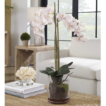 Blush Orchid Florl