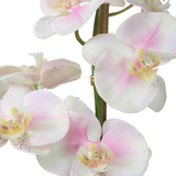 Blush Orchid Florl thumbnail 2