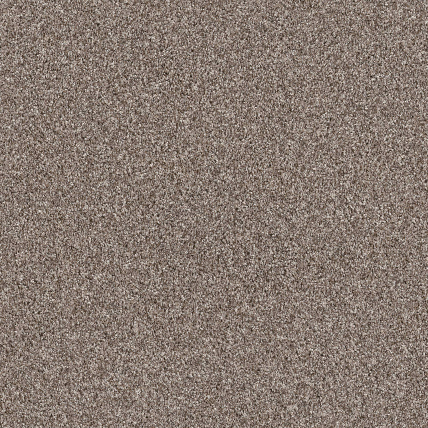 Grandiose - Chestnut