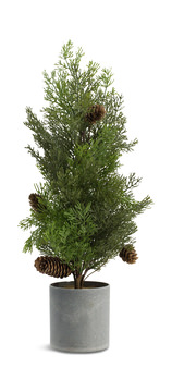 Pine Tree in Pot