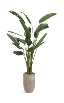 image Bird of Paradise Floor Plant
