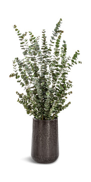 image Eucalyptus Plant In Textured Planter