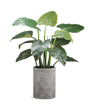 image Eva Curcuma in Ceramic Planter