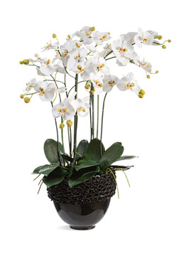 image White Phalaenopsis In Black Bowl