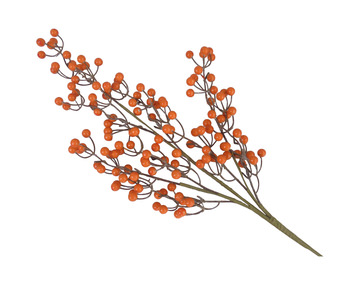 image Orange Berry Stem