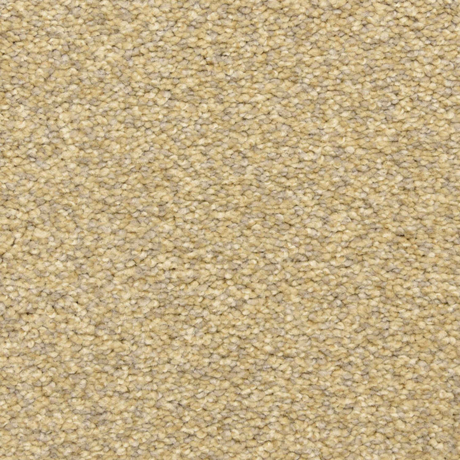 Masland Staccato - Remnant