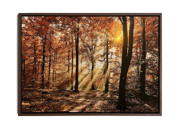 Forest Glow Framed Canvas Art