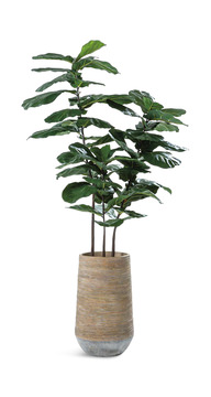 image 80″ Fiddle Tree