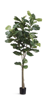 image 5′ Fiddle Tree