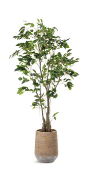 image 68″ Ficus Tree