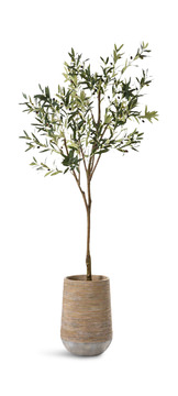 image 84″ Olive Tree
