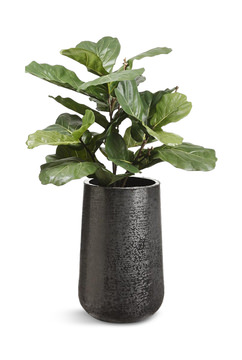 image 51″ Fiddle Tree