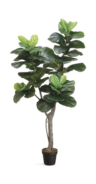 image 5′ Fiddle Plant