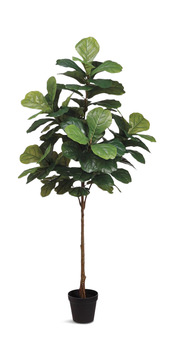image 6′ Fiddle Tree