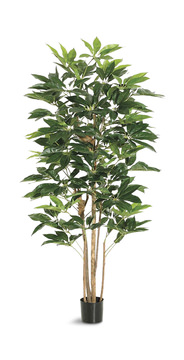 image 6′ Schefflera Tree