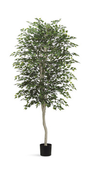 image 7′ Birch Tree