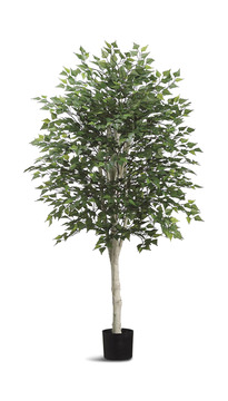 image 5′ Birch Tree