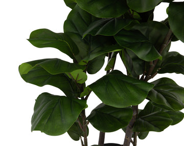 6′ Fiddle Leaf Tree In Cement Pot