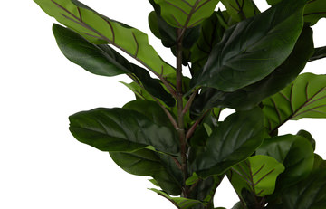 6′ Fiddle Leaf Tree In Cement Pot