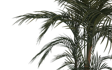 6′ Areca Palm Tree In Cement Pot