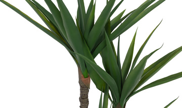 5′ Gladiolus Tree In Cement Pot