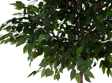 5′ Banyan Tree In Cement Pot
