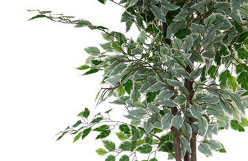 6′ Banyan Tree In Cement Pot