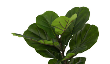 4′ Fiddle Leaf Tree In Cement Pot