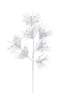 image Pine Berry Stem