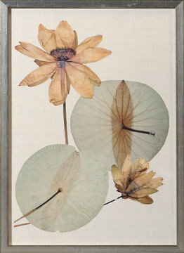 image Herbarium Pressing V Framed Art