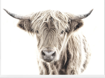 image Highland Cow Framed Art