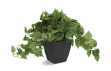 Pothos Faux Plant thumbnail 1