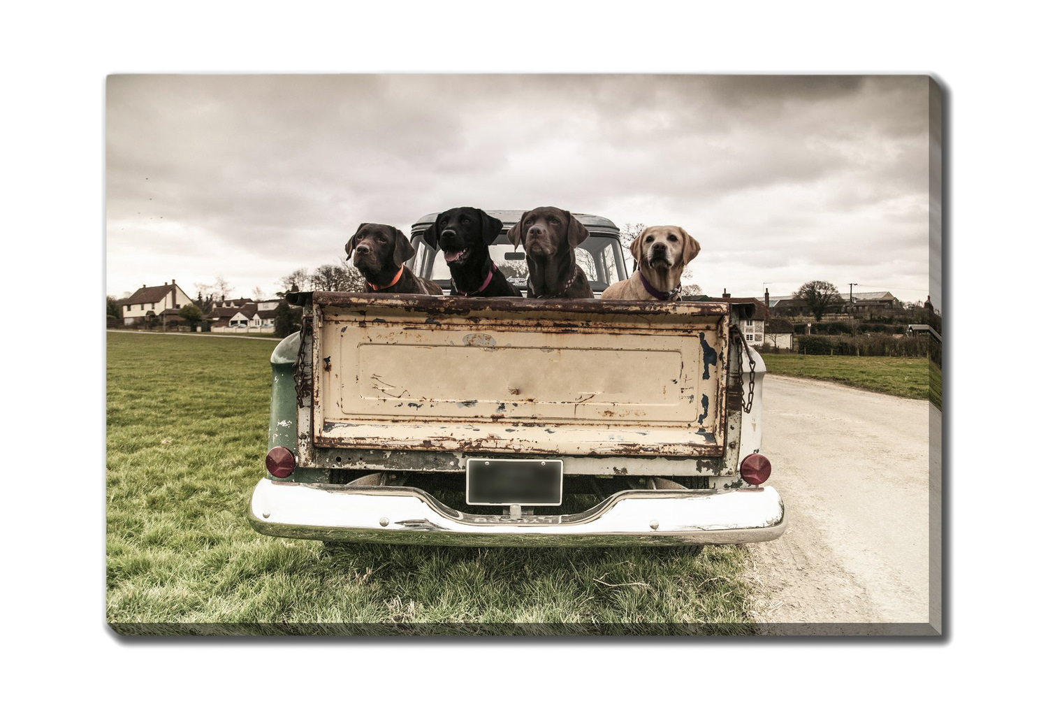 Labradors In A Vintage Truck Canvas Art | HOM Furniture
