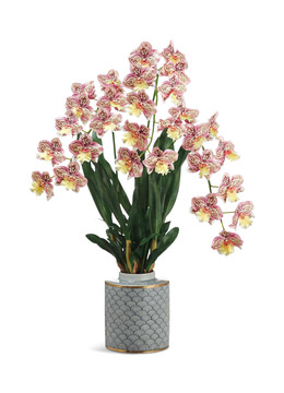 image Boysenberry Orchid
