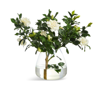 image Gardenia In Glass Vase