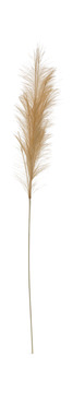 Pampas Grass Plume