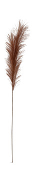 image Pampas Grass Plume