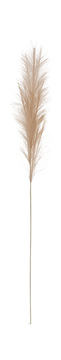 Pampas Grass Plume