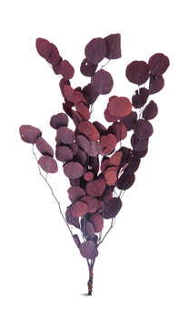 image Dried Eucalyptus