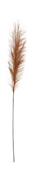 image Pampas Grass Plume