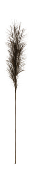 Pampas Grass Plume